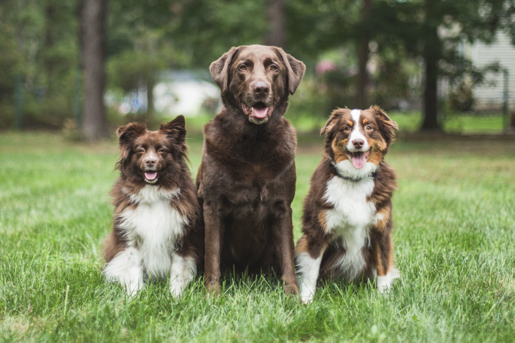 dog portrait